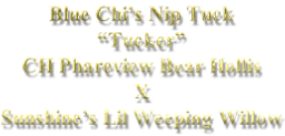 Blue Chi’s Nip Tuck “Tucker” CH Phareview Bear Hollis X Sunshine’s Lil Weeping Willow