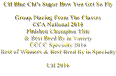 CH Blue Chi’s Sugar How You Get So Fly  Group Placing From The Classes CCA National 2016 Finished Champion Title  & Best Bred By in Variety  CCCC Specialty 2016 Best of Winners & Best Bred By in Specialty  CH 2016