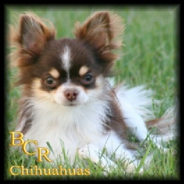 Ch Blue Chi's Yoohoo