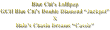 Blue Chi’s Lollipop GCH Blue Chi’s Double Diamond “Jackpot” X Halo’s Chasin Dreams “Cassie”