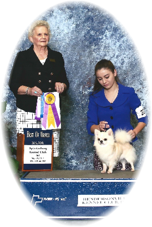 CH Belissimo Bravo Winner Cornelius "Zephyr"