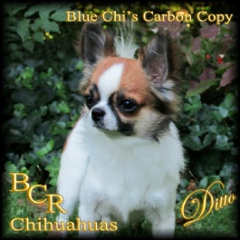 Int Ch Blue Chi's Carbon Copy "Ditto"