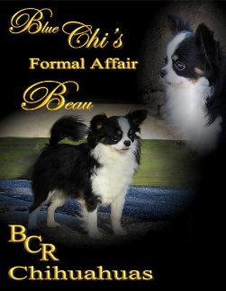 Ch Blue Chi's Formal Affair "Beau"