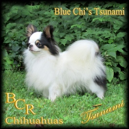 Blue Chi's Tsunami "Tsunami"
