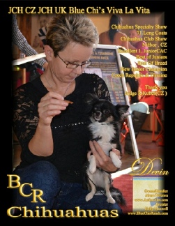 Int Ch Blue Chi's Viva La Vita "Devin"