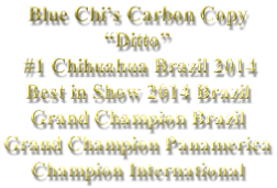 Blue Chi’s Carbon Copy “Ditto” 	#1 Chihuahua Brazil 2014  Best in Show 2014 Brazil Grand Champion Brazil  Grand Champion Panamerica  Champion International