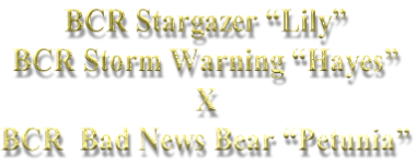 BCR Stargazer “Lily” BCR Storm Warning “Hayes”  X  BCR  Bad News Bear “Petunia”
