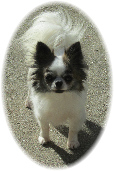 Blue Chi's Lollipop