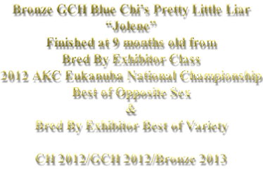 Bronze GCH Blue Chi’s Pretty Little Liar “Jolene” Finished at 9 months old from Bred By Exhibitor Class 2012 AKC Eukanuba National Championship Best of Opposite Sex & Bred By Exhibitor Best of Variety  CH 2012/GCH 2012/Bronze 2013
