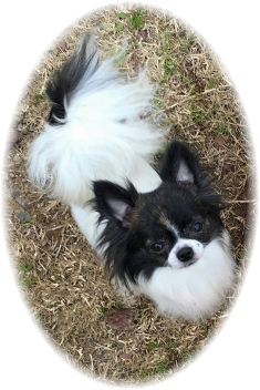Blue Chi's Dirty Little Secret "Spencer"