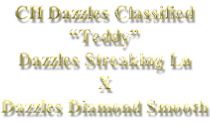 CH Dazzles Classified “Teddy” Dazzles Streaking Lu X Dazzles Diamond Smooth