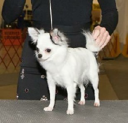 Ch Blue Chi's Piece of Work "Pica"