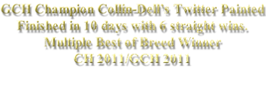 GCH Champion Collin-Dell’s Twitter Painted Finished in 10 days with 6 straight wins. Multiple Best of Breed Winner CH 2011/GCH 2011