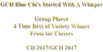 GCH Blue Chi’s Started With A Whisper  Group Placer 4 Time Best of Variety Winner  From the Classes  CH 2017/GCH 2017