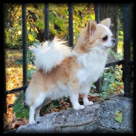 Int Ch and Ch Blue Chi's Friends With Benefits "Benny"