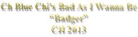 Ch Blue Chi’s Bad As I Wanna Be “Badger” CH 2013