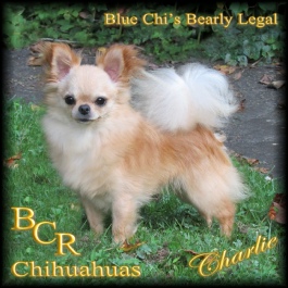 blue Chi's He Went To Jared "Jared"