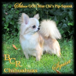 Silver GCH Blue Chi's Pip-Squeak "Squirt"
