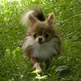 Can CH Blue Chi’s California Sweet Myrtille