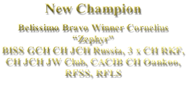 New Champion  Belissimo Bravo Winner Cornelius “Zephyr” BISS GCH CH JCH Russia, 3 x CH RKF,  CH JCH JW Club, CACIB CH Oankoo,  RFSS, RFLS