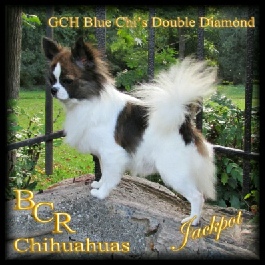 GCH Blue Chi's Double Diamond "Jackpot"
