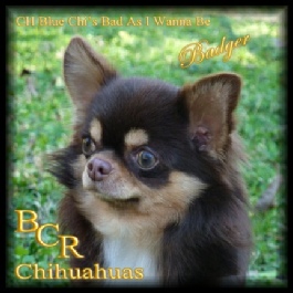 Ch Blue Chi's Bad As I Wanna Be "Badger"