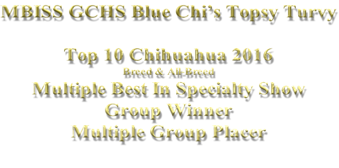 MBISS GCHS Blue Chi’s Topsy Turvy  Top 10 Chihuahua 2016 Breed & All-Breed Multiple Best In Specialty Show Group Winner Multiple Group Placer