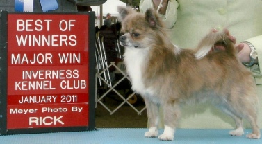 GCH Collin-Dell's Twitter Painted