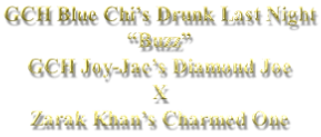 GCH Blue Chi’s Drunk Last Night  “Buzz” GCH Joy-Jac’s Diamond Joe X Zarak Khan’s Charmed One