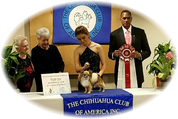 MBISS Silver GCH Blue Chi's Topsy Turvy "Tipsy"