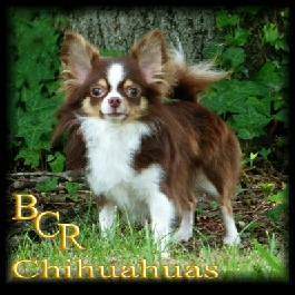 Ch Blue Chi's Boots On The Ground