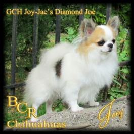 GCH Joy-Jac's Diamond Joe