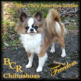 Blue Chi's American Soldier "Freedom"