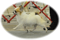 GCH CH Joy-Jac's Diamond Joe "Joey"