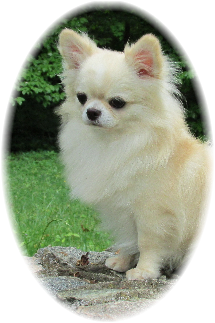 BISS GCH CH JCH Russia Belissimo Bravo Winner Cornelius "Zephyr"