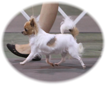 GCH Collin-Dell’s Foot Loose N Fancy Free "Fancy"