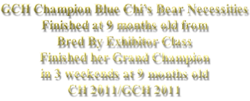 GCH Champion Blue Chi’s Bear Necessities Finished at 9 months old from  Bred By Exhibitor Class Finished her Grand Champion  in 3 weekends at 9 months old CH 2011/GCH 2011
