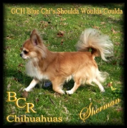 GCH Blue Chi's Shoulda Woulda Coulda "Sherman"