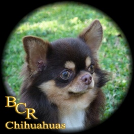 Blue Chi's Bad As I Wanna Be "Badger"