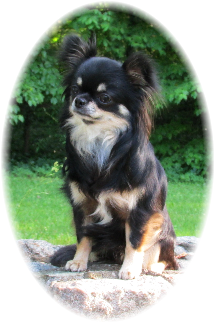 Ch Blue Chi's Drunk Last Night "Buzz"