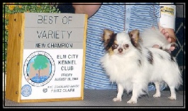 CH Tiny Mite's Banty Bob "Bobby"