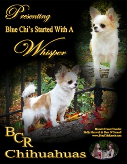 Ch Blue Chi's Started With A Whisper