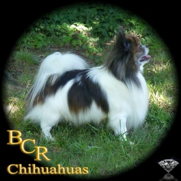 Blue Chi's Pack Your Bags "Tripp"
