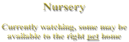 Nursery  Currently watching, some may be  available to the right pet home