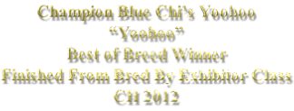 Champion Blue Chi’s Yoohoo “Yoohoo” Best of Breed Winner Finished From Bred By Exhibitor Class CH 2012