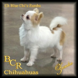 Ch Blue Chi's Zumba