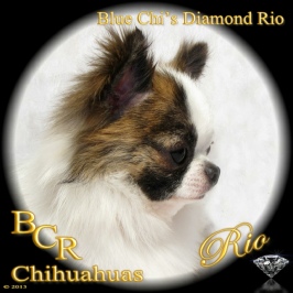 Blue Chi's Diamond Rio "Rio"